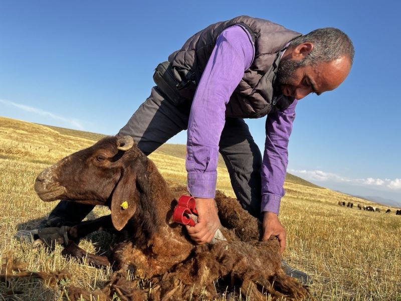 Ağrı’da koyun kırkma mesaisi başladı
