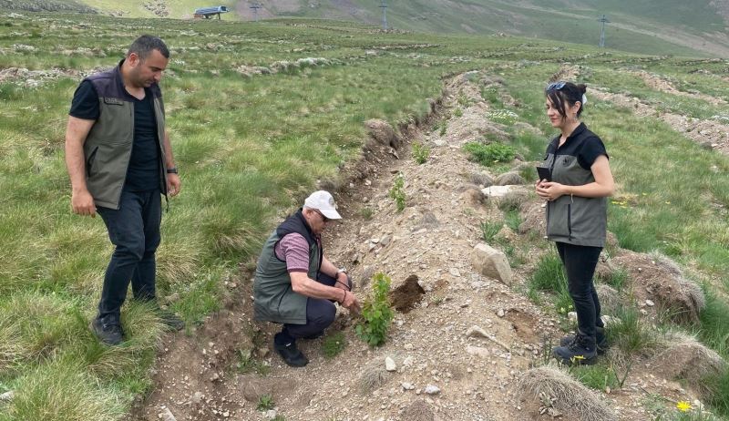 Konaklı’ya 43 bin ağaç dikildi
