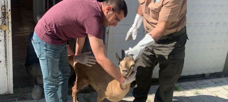 Elazığ’da tedavisi tamamlanan yaban keçisi doğaya bırakıldı
