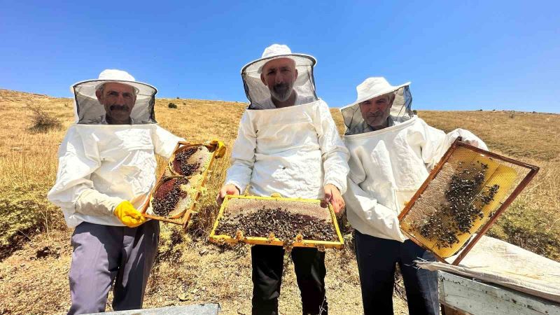 İklim değişikliği ve sıcaklık son 3 yılda bal rekoltesini yüzde 100 düşürdü
