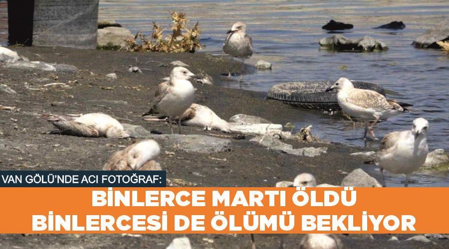 Van Gölü’nde acı fotoğraf: Binlerce martı öldü, binlercesi de ölümü bekliyor