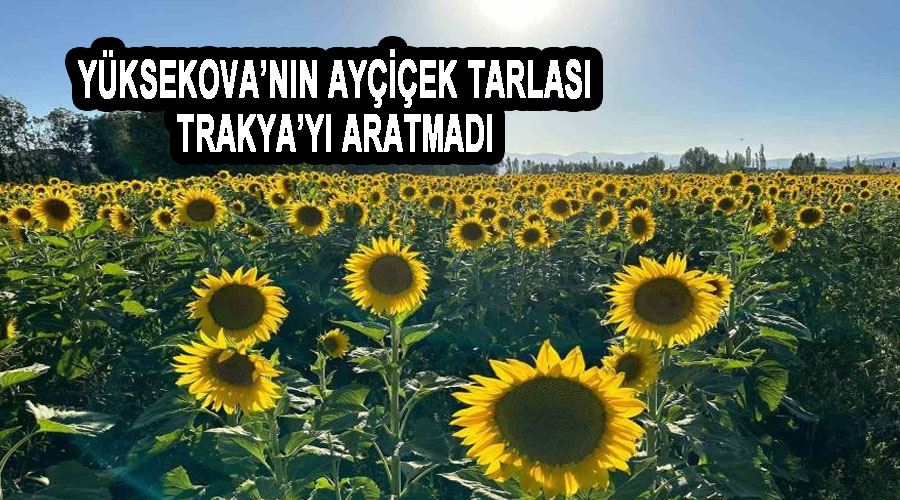Yüksekova’nın ayçiçek tarlası Trakya’yı aratmadı