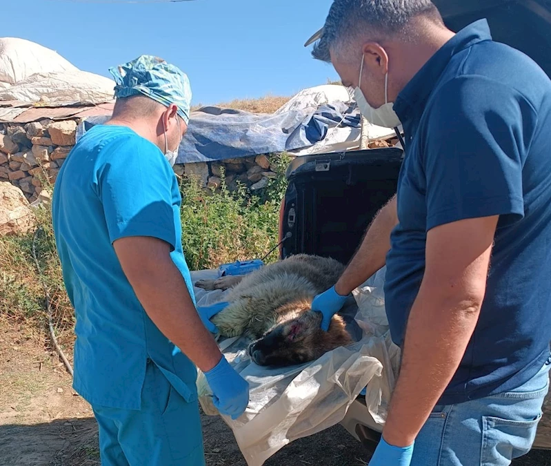 Belediye ekipleri yaralı çoban köpeği için harekete geçti
