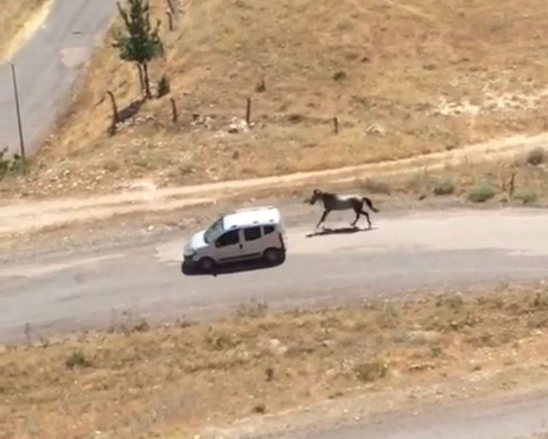 Atı aracın arkasına bağlayıp koşturan şahsa ceza
