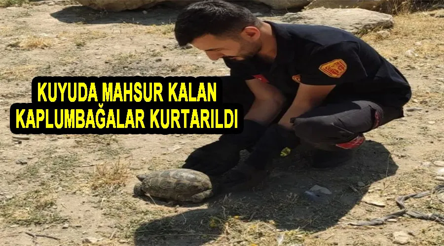 Kuyuda mahsur kalan kaplumbağalar kurtarıldı