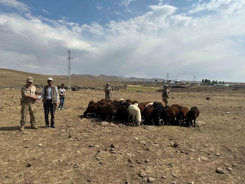 Büyükbaş hayvan hırsızları Jandarmadan kaçamadı
