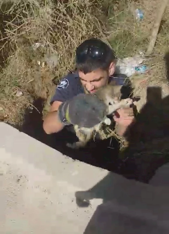 Elazığ’da kuyuya düşen yavru kediyi itfaiye ekipleri kurtardı
