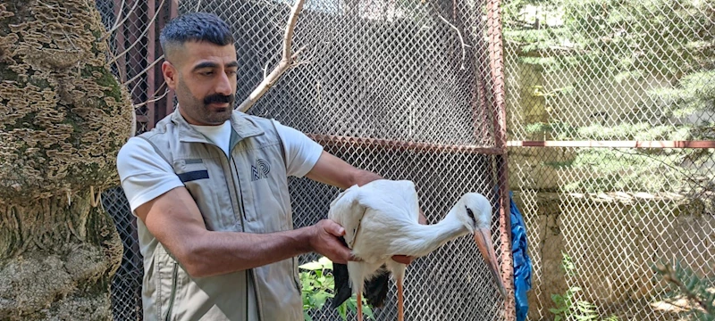 Yorgun ve bitkin halde bulunan yavru leylek tedavi altına alındı
