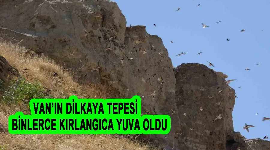 Van’ın Dilkaya Tepesi binlerce kırlangıca yuva oldu