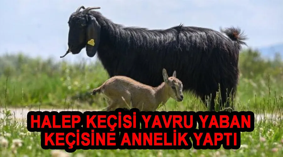 Halep keçisi yavru yaban keçisine annelik yaptı