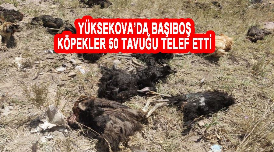 Yüksekova’da başıboş köpekler 50 tavuğu telef etti
