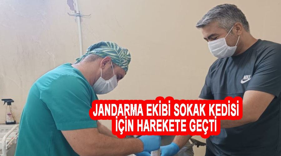 Jandarma ekibi sokak kedisi için harekete geçti