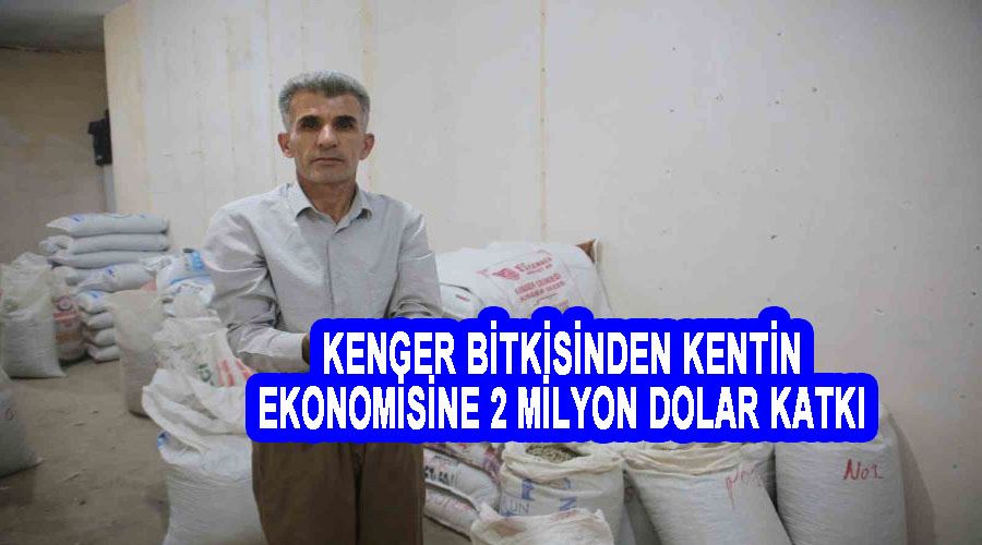 Kenger bitkisinden kentin ekonomisine 2 milyon dolar katkı