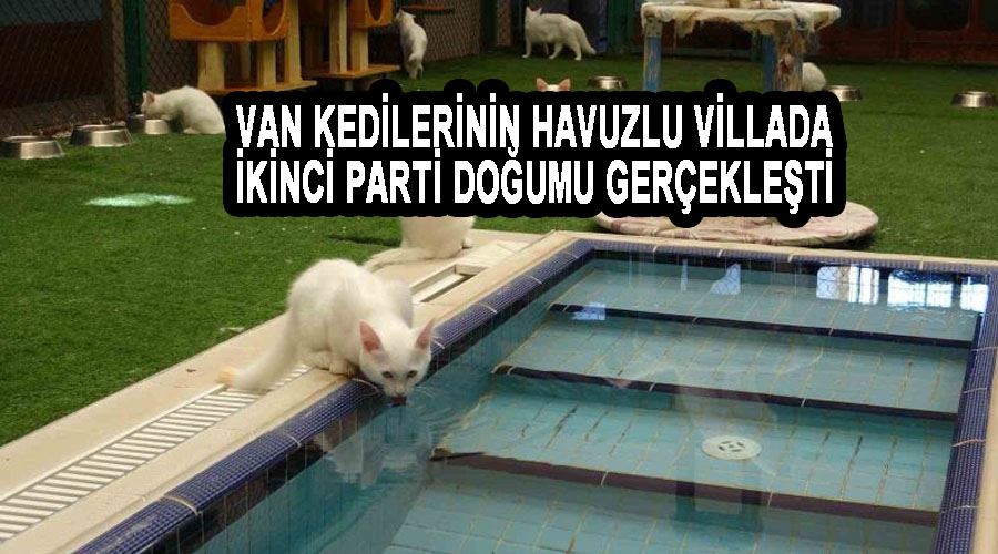 Van kedilerinin havuzlu villada ikinci parti doğumu gerçekleşti