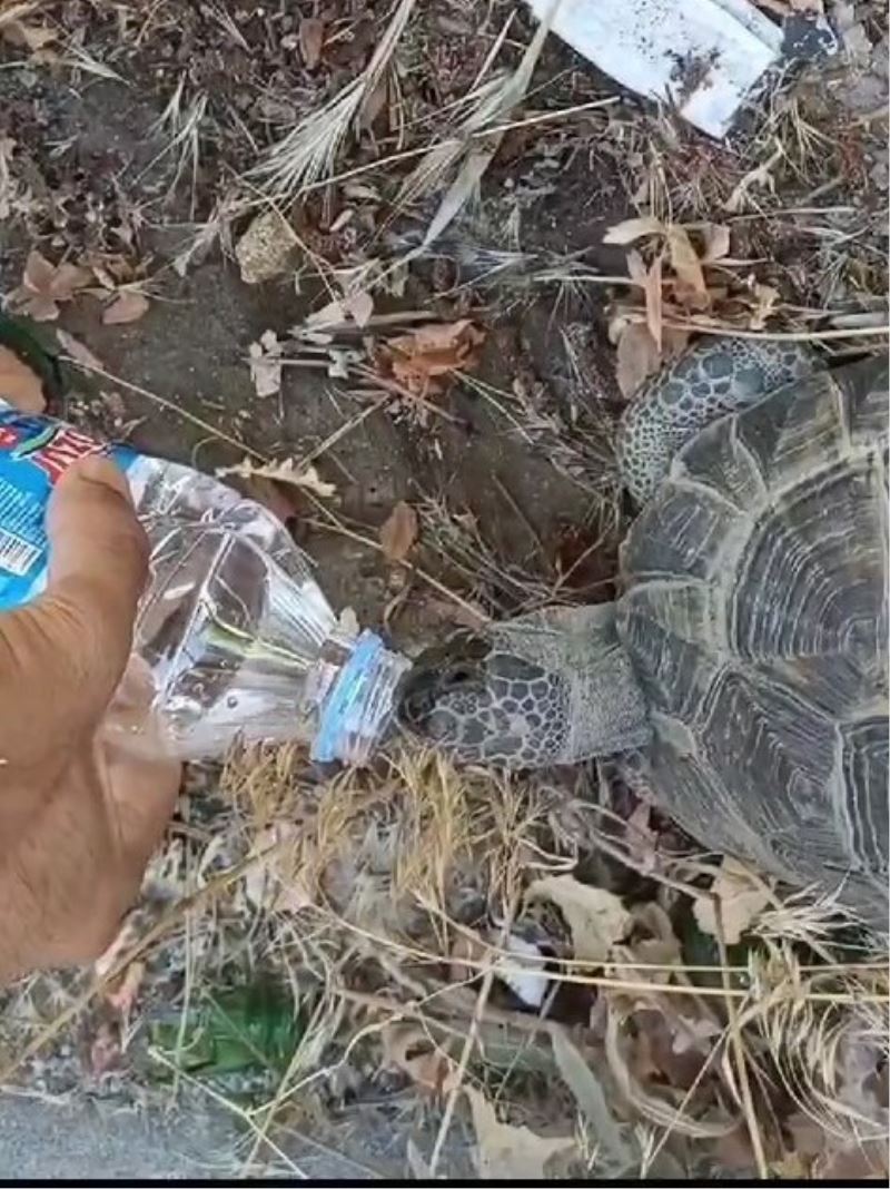 Kaplumbağa kendisine uzatılan şişeden kana kana su içti
