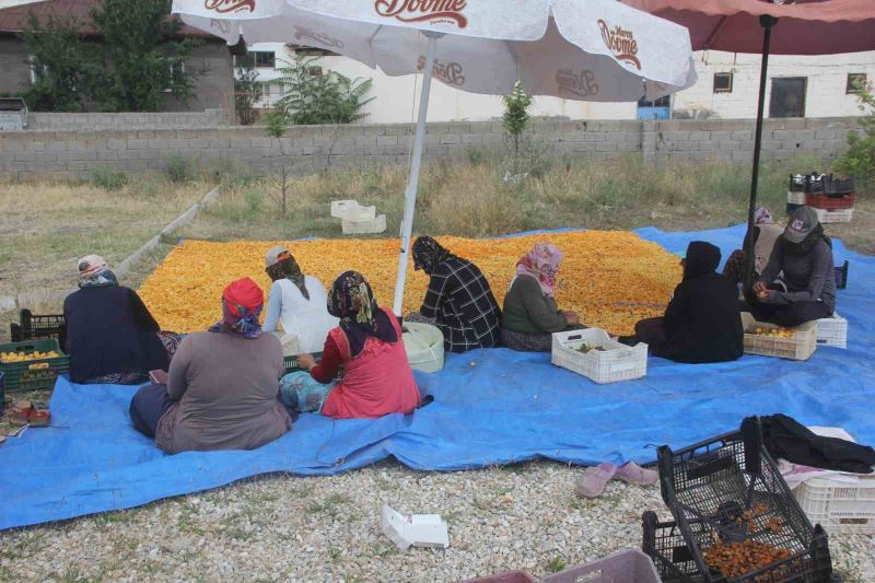 Yaz meyvesi ‘kayısı’ hasat sonrası kurutulup kışa hazırlanıyor
