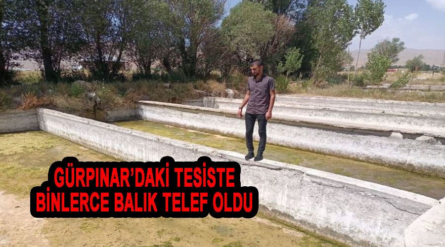 Gürpınar’daki tesiste binlerce balık telef oldu