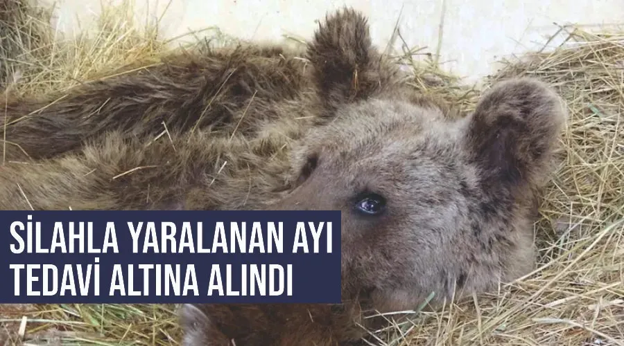 Silahla yaralanan ayı tedavi altına alındı