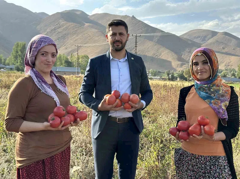 Yüksekova’da domates hasadına başlandı