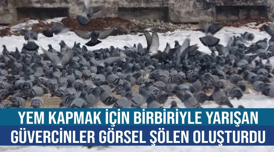 Yem kapmak için birbiriyle yarışan güvercinler görsel şölen oluşturdu