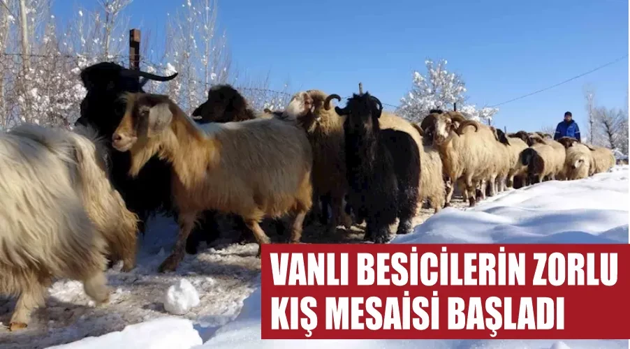 Vanlı besicilerin zorlu kış mesaisi başladı