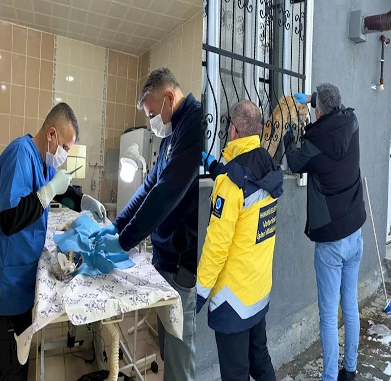 Hakkari’de sahipsiz kediler tedavi altına alındı