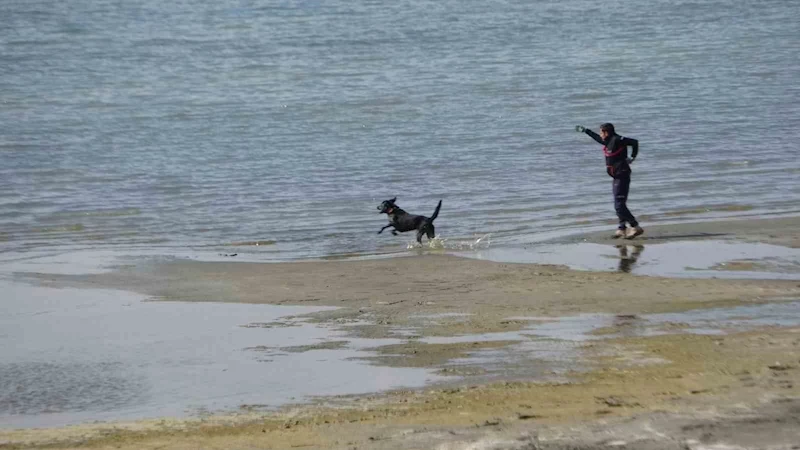 Kayıp öğrenci Rojin için AFAD’dan köpekli arama