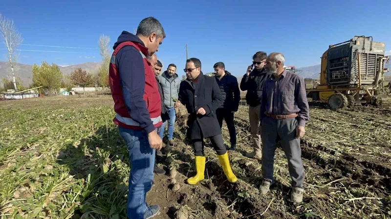 Muradiye’de şeker pancarı hasadı başladı