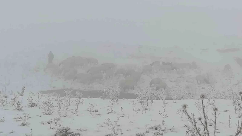 Van’da koyunlarını kar üzerinde otlatarak yemden tasarruf sağlıyorlar