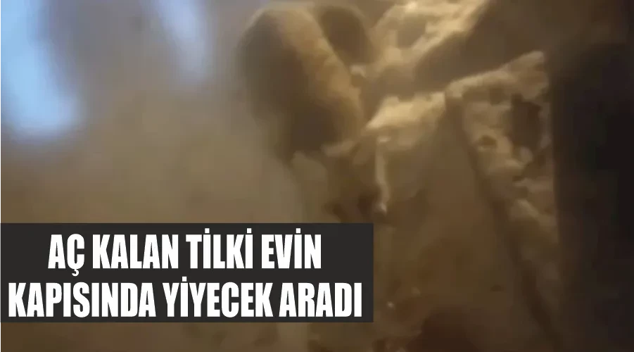 Aç kalan tilki evin kapısında yiyecek aradı