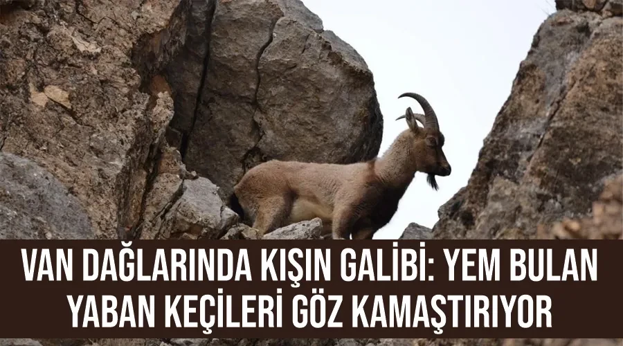 Van Dağlarında Kışın Galibi: Yem Bulan Yaban Keçileri Göz Kamaştırıyor