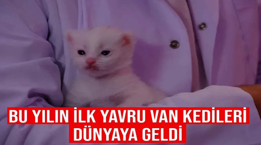 Bu yılın ilk yavru Van kedileri dünyaya geldi