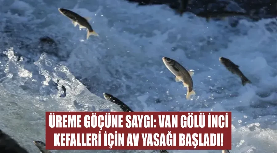 Üreme Göçüne Saygı: Van Gölü İnci Kefalleri İçin Av Yasağı Başladı!