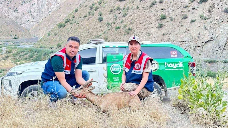 Jandarmadan yaralı dağ keçisine şefkat eli