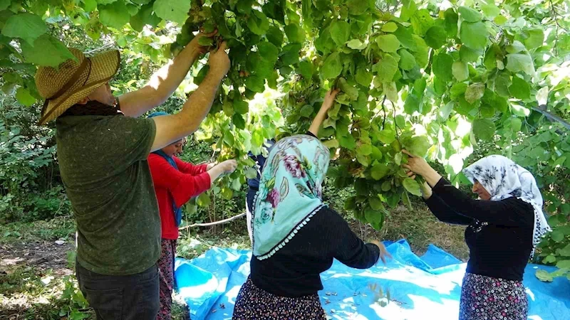 Gevaş’ta ‘olmaz’ denilen fındığın hasadına başlandı