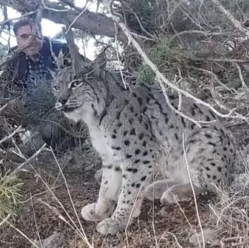 Van’da vaşak görüntülendi