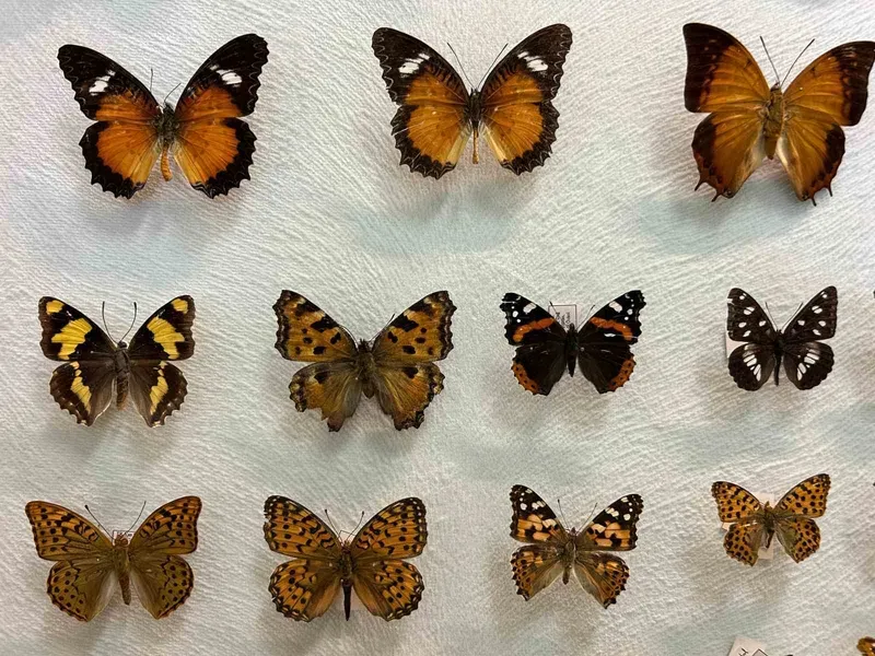 Van’da binlerce kelebeğin korunduğu araştırma koleksiyonu