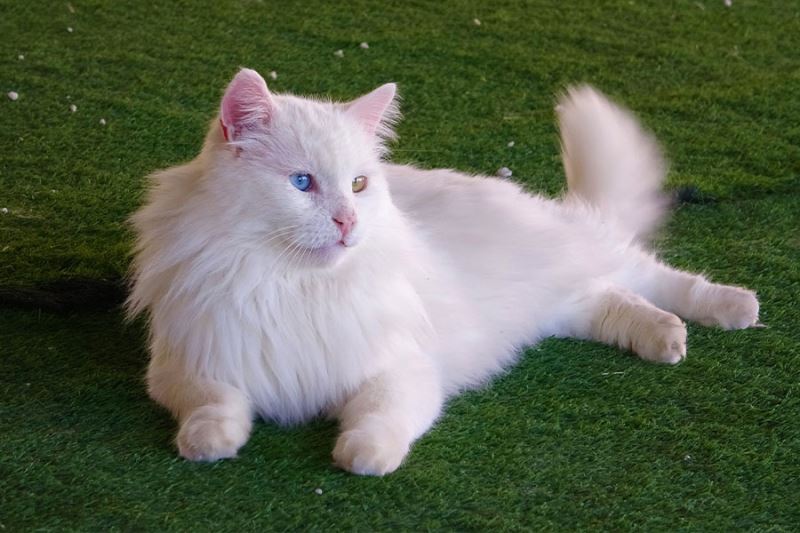 En yaşlı Van kedisi 