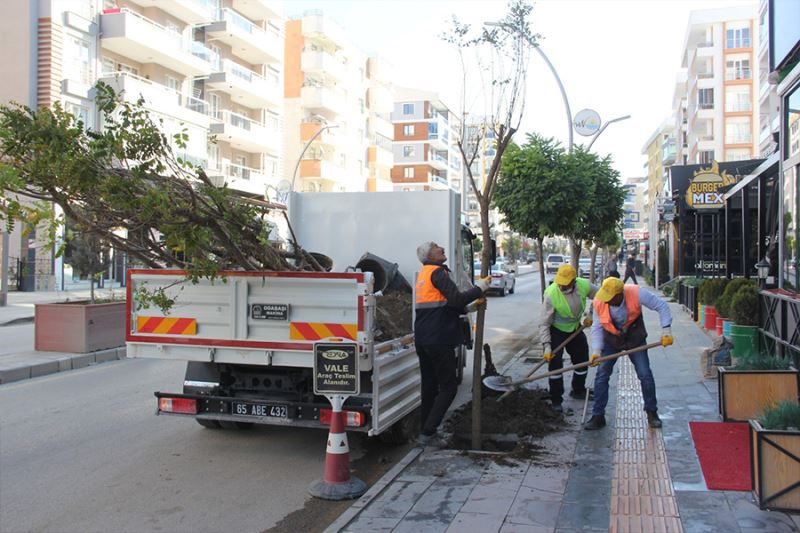 Van’da kuruyan ağaçların yerine yenileri dikildi