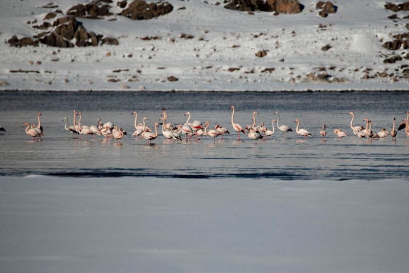 Flamingolar kış mevsiminin gelmesine rağmen Van