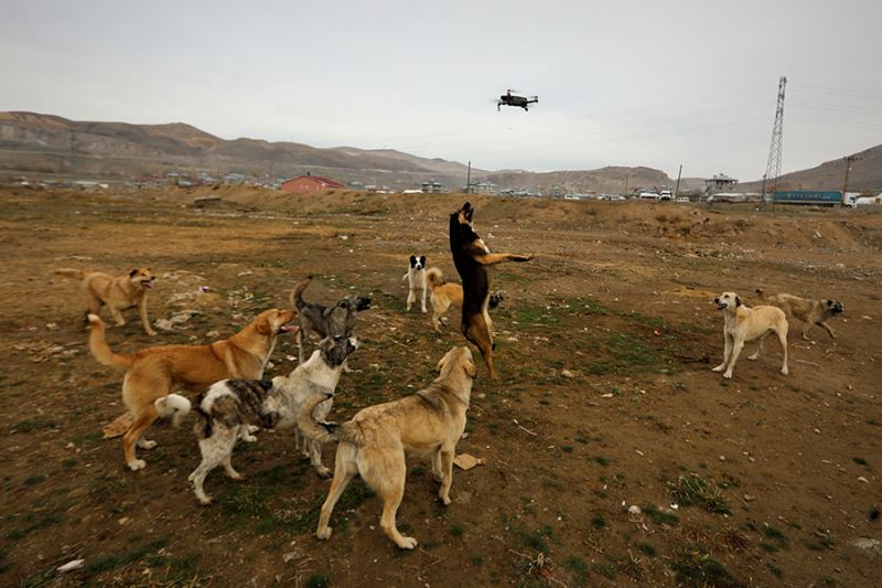 Köpeklerin drone ile imtihanı kamerada