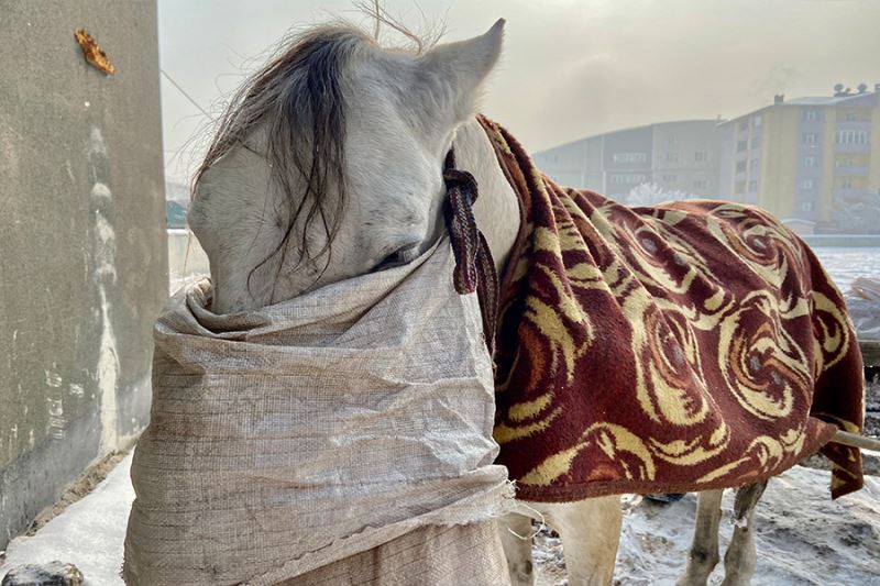 Atlarını battaniyeye ile sarıp dondurucu soğuklardan koruyorlar