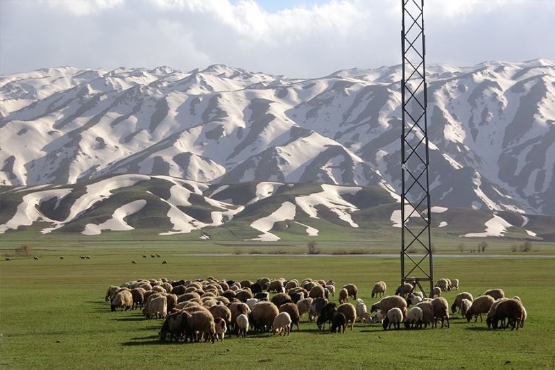 Çetin kış mevsiminin ardından koyunlar meralara çıkarılmaya başladı