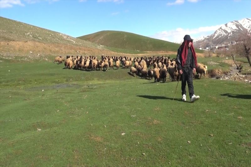 Kışı atlatan besicileri yüksek maliyetli çoban telaşı sardı