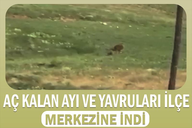 Aç kalan ayı ve yavruları ilçe merkezine indi
