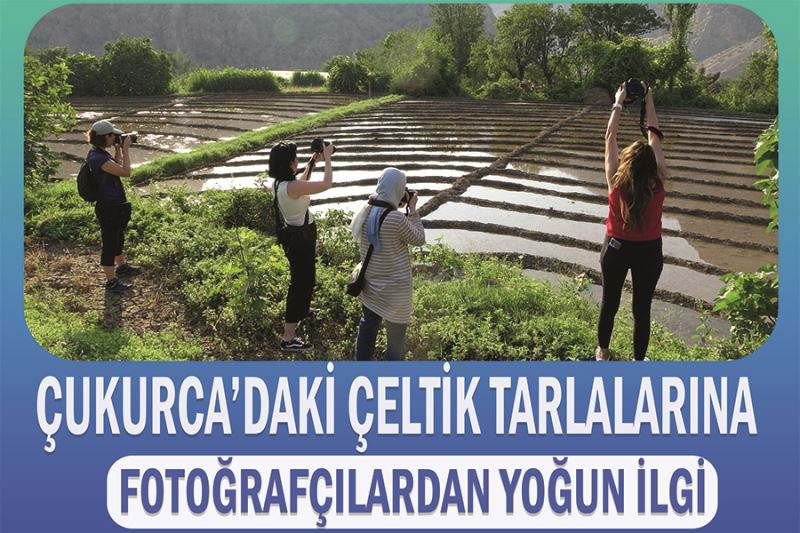 Çukurca’daki çeltik tarlalarına fotoğrafçılardan yoğun ilgi