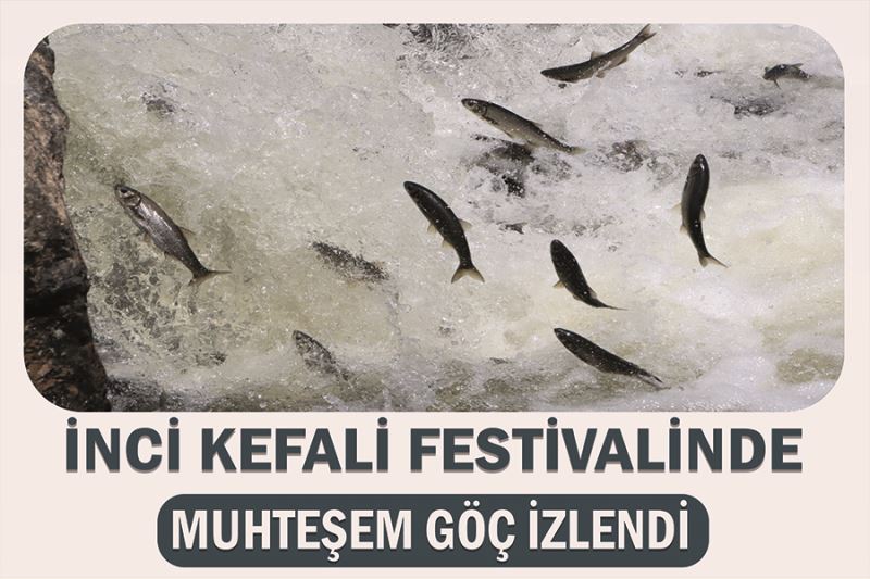 İnci kefali festivalinde muhteşem göç izlendi