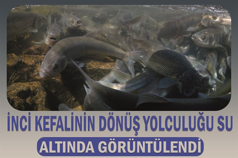 İnci kefalinin dönüş yolculuğu su altında görüntülendi