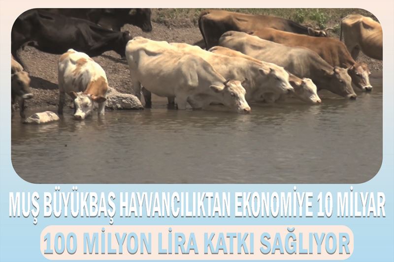 Muş büyükbaş hayvancılıktan ekonomiye 10 milyar 100 milyon lira katkı sağlıyor