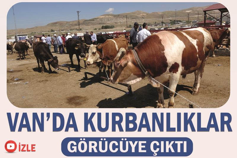 Van’da kurbanlıklar görücüye çıktı